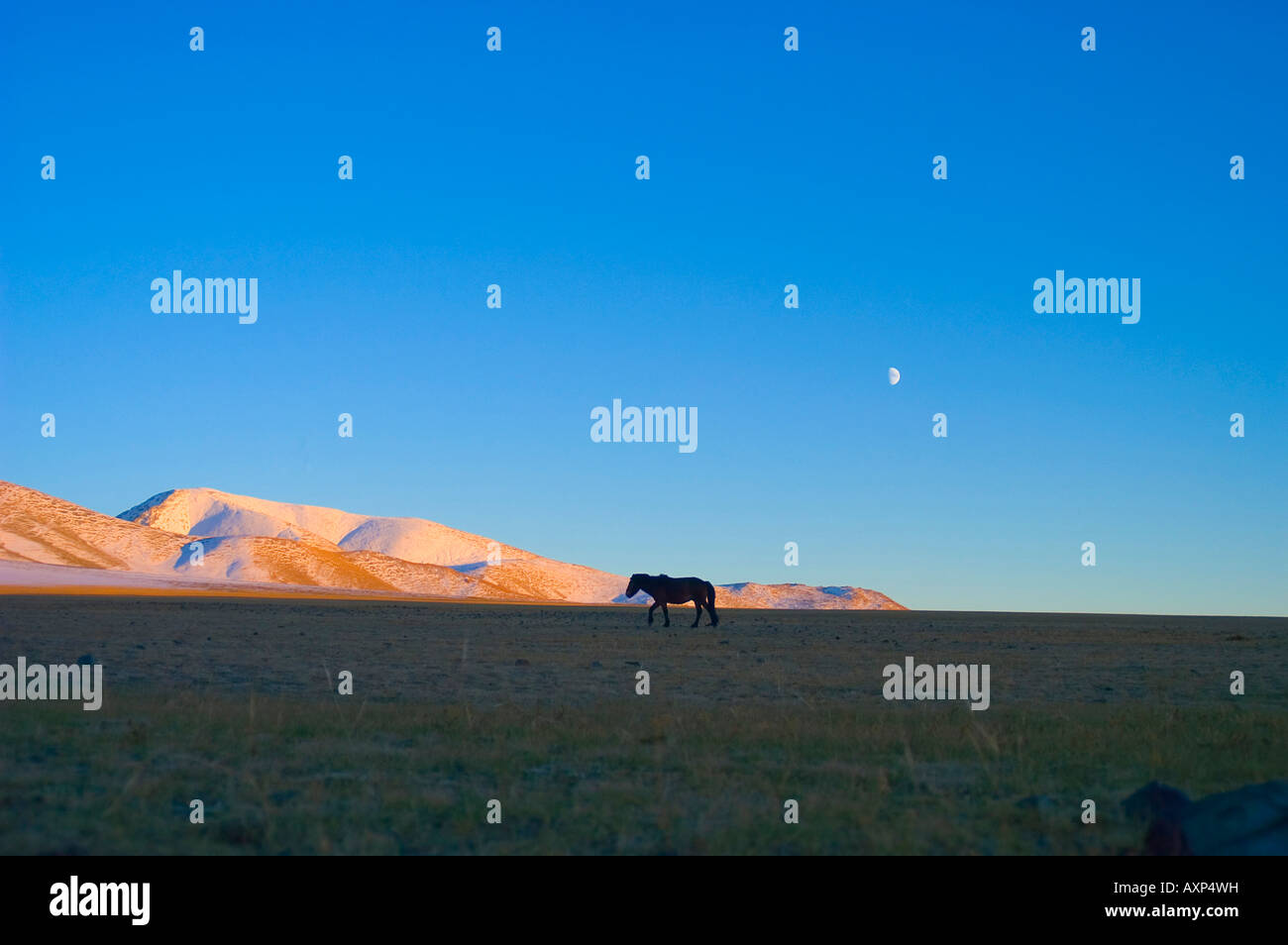 Mongolian mountain landscape wild horse Stock Photo - Alamy