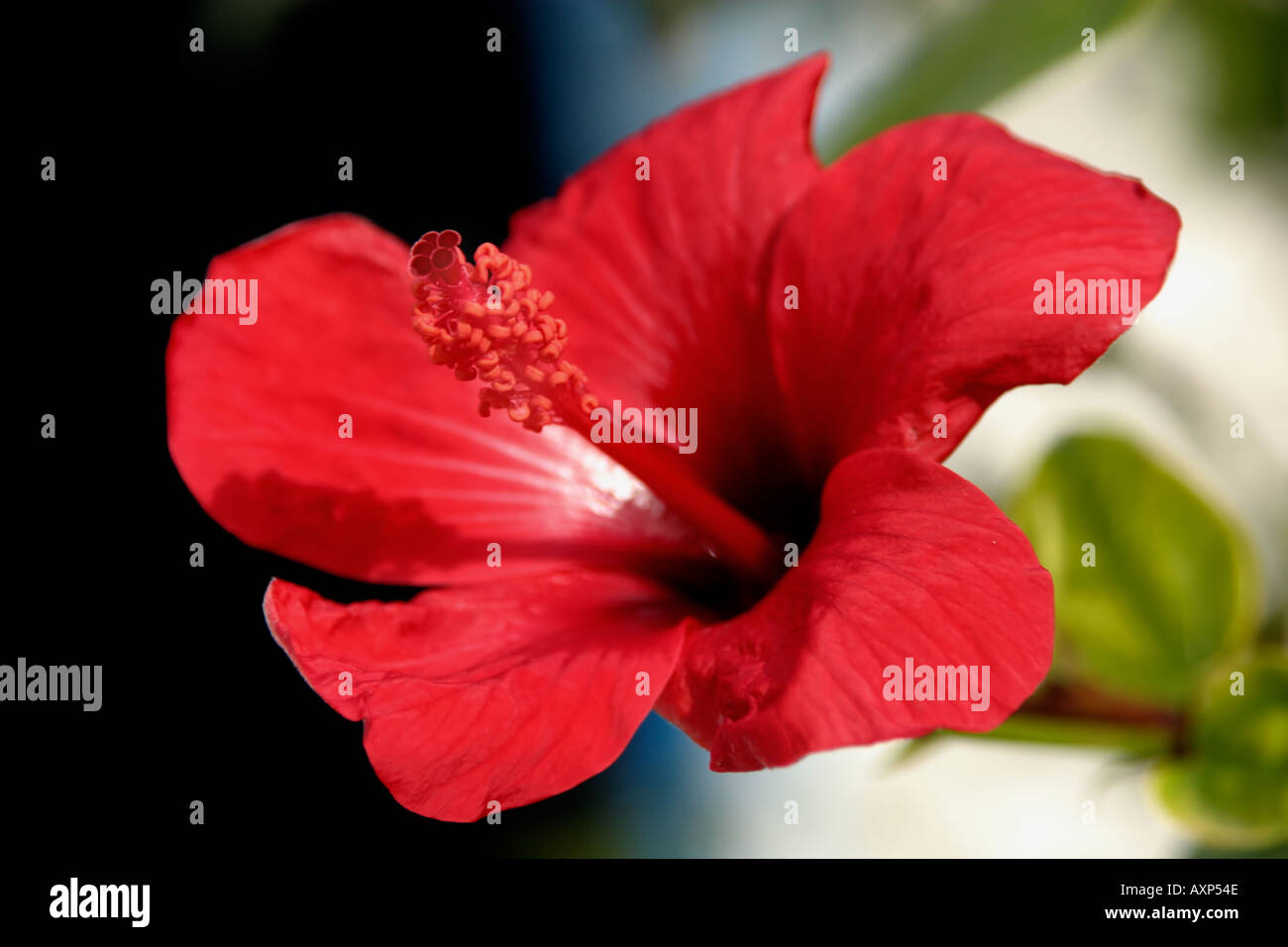Pistil stamens red hibiscus hi-res stock photography and images - Alamy