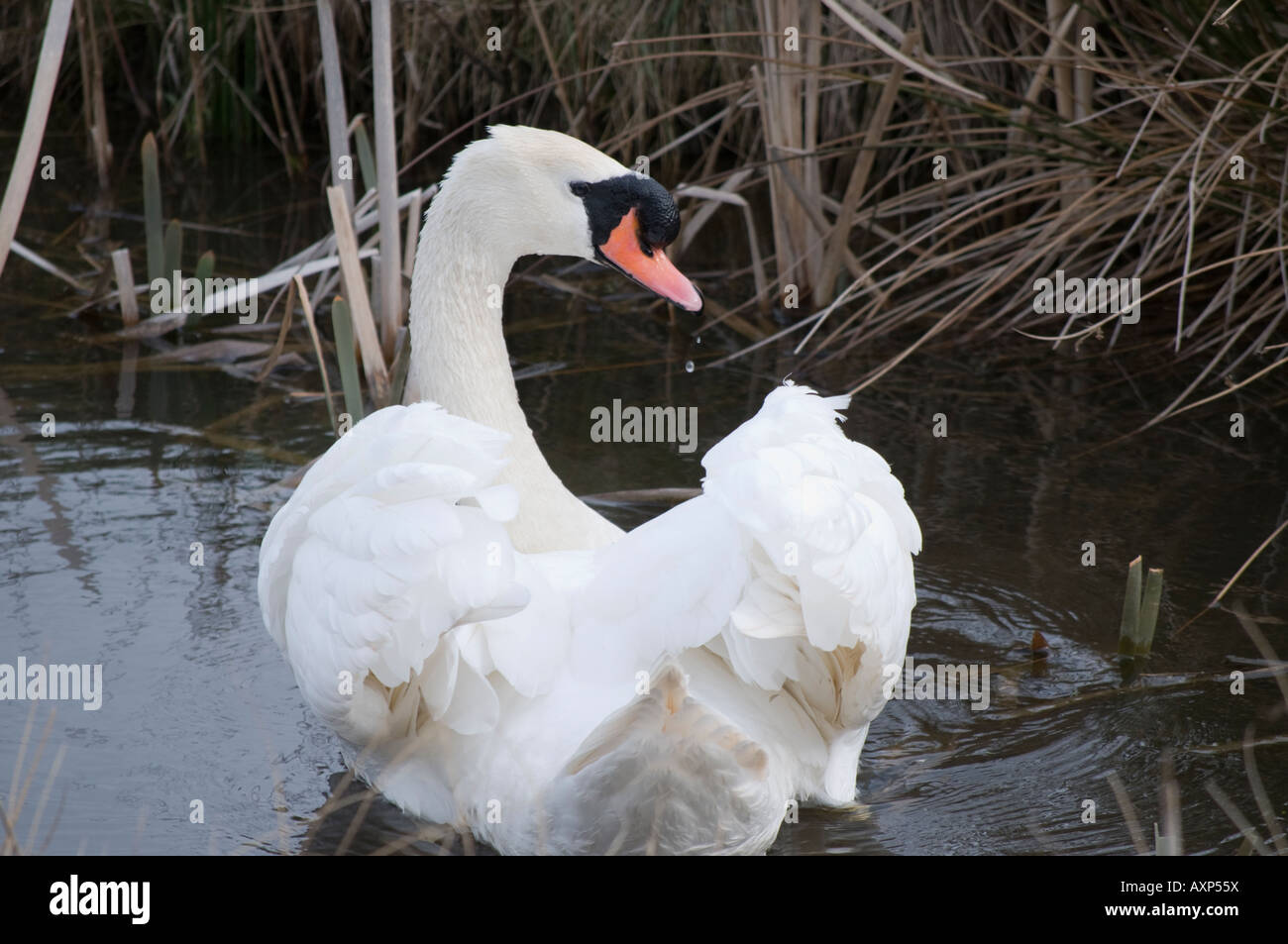 Relaxed white Swan Stock Photo Alamy