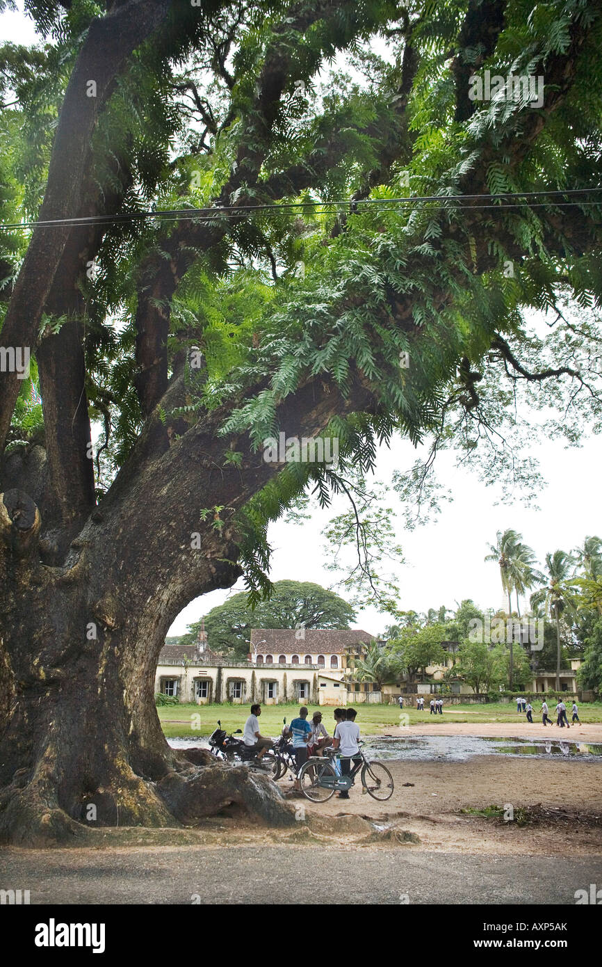 Local Indian lads casually meeting under widespread branches of  rain tree. Parade grounds Fort Kochi Cochin Kerala South India Stock Photo