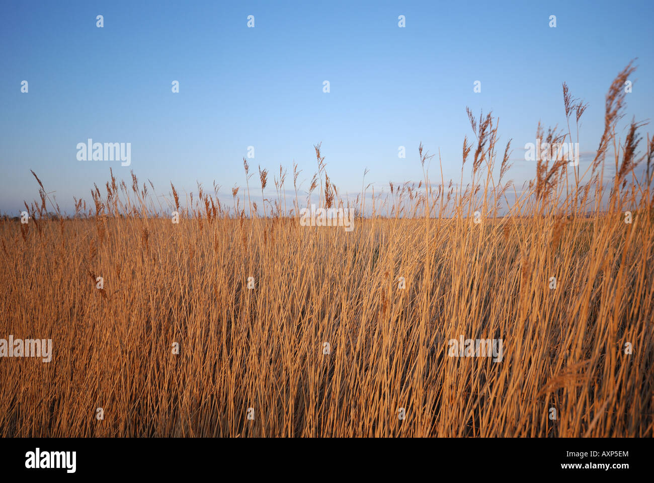 Reed beds seasalter Kent Stock Photo Alamy