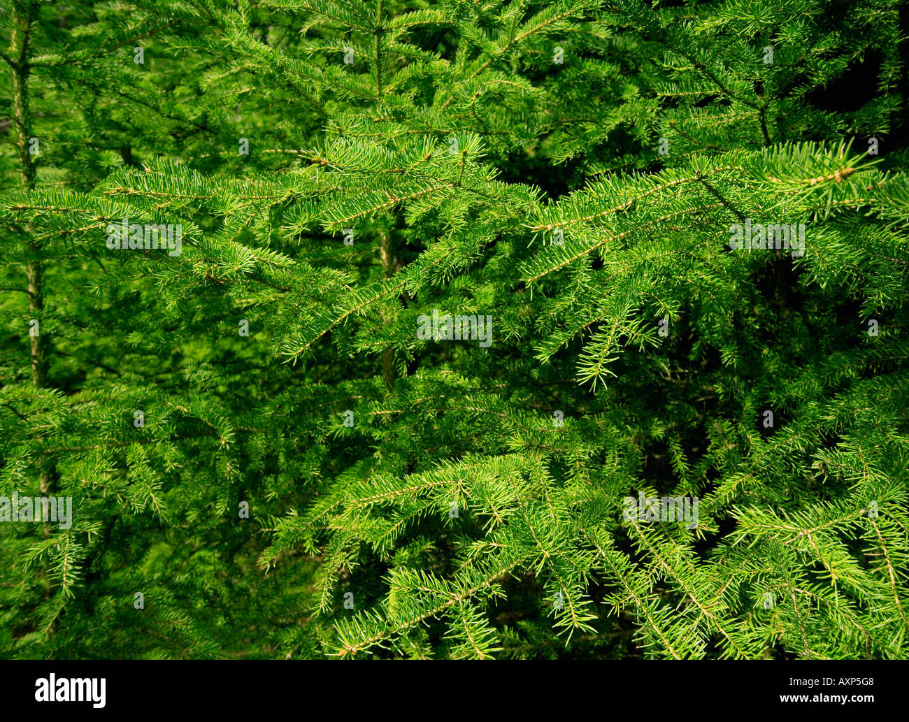 Close up pine trees branches hi-res stock photography and images - Alamy