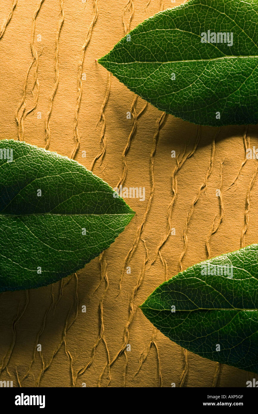 Textured leaves hi-res stock photography and images - Alamy