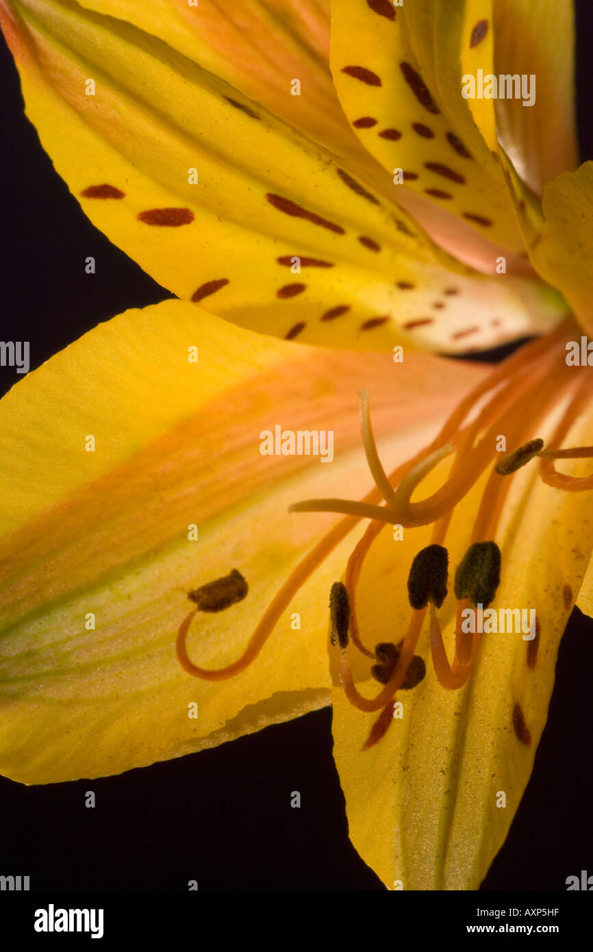 Inside yellow lily hi-res stock photography and images - Alamy