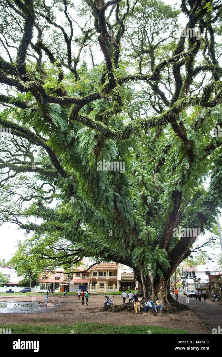 'Open air club' for local Indian lads under branches of a rain tree on Parade grounds in Fort Kochi Cochin Kerala South India Stock Photo