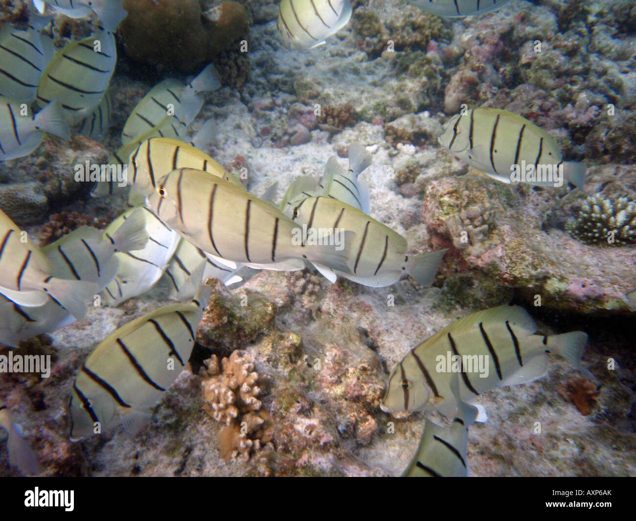 Convict Surgeonfish (Convict Tang) [Bandos Island Reef, Kaafu Atoll, Maldives, Asia]                                           . Stock Photo