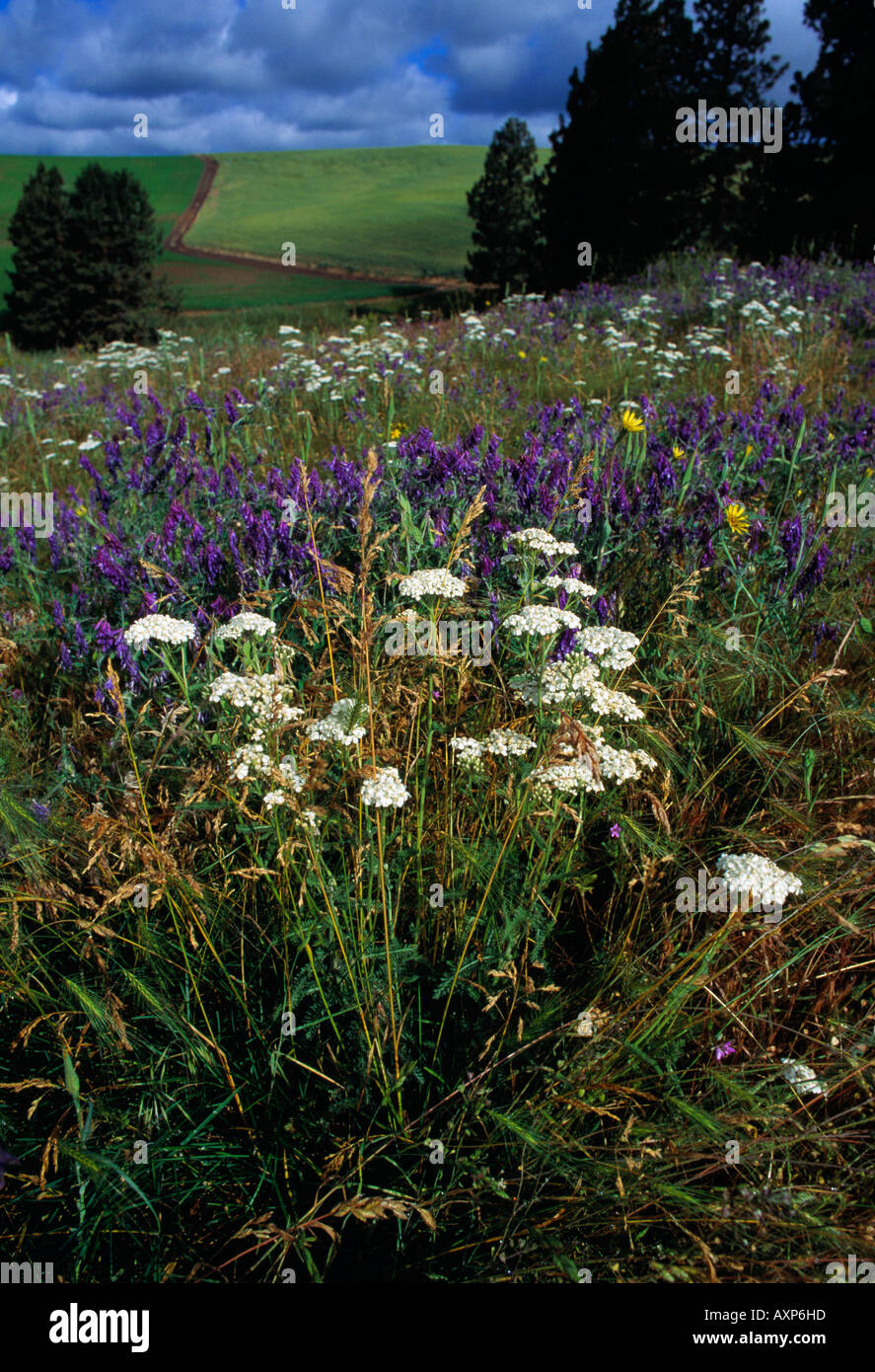 Blooming field flowers in hi-res stock photography and images - Alamy