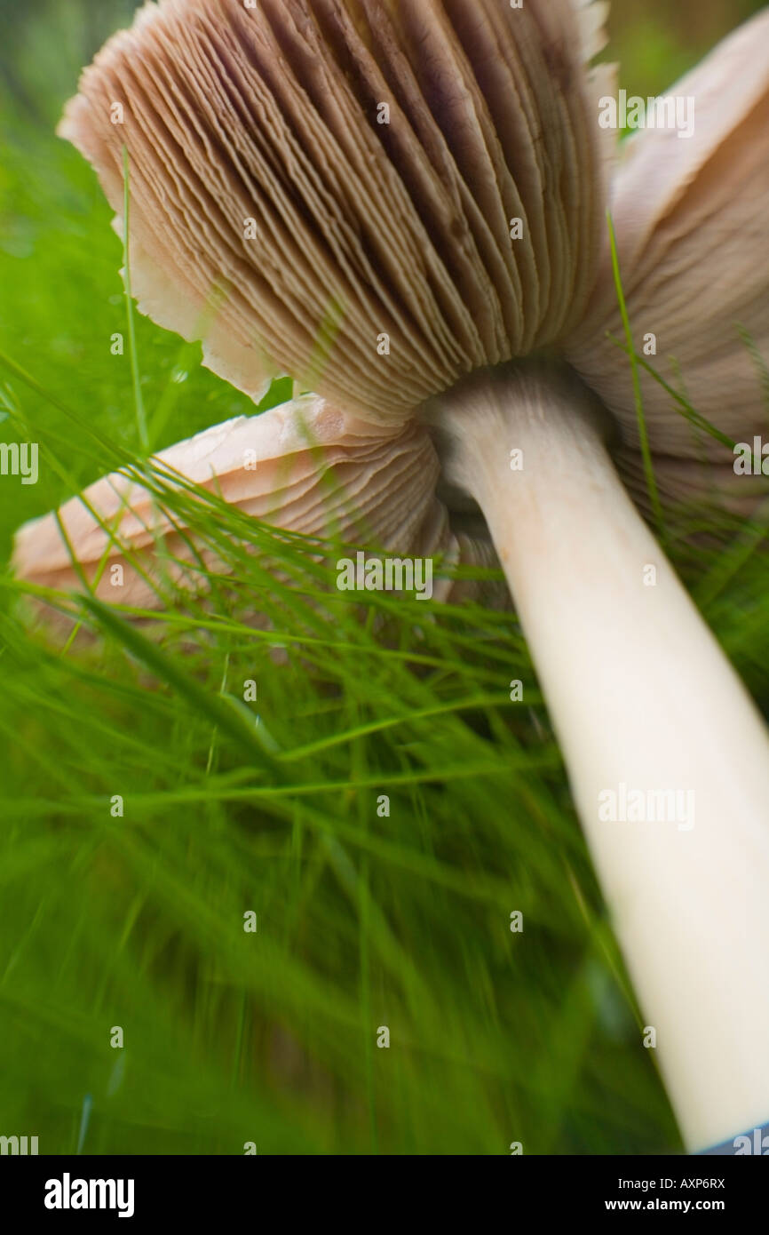 Close up of an expired mushroom laying on the ground United States Stock Photo Alamy