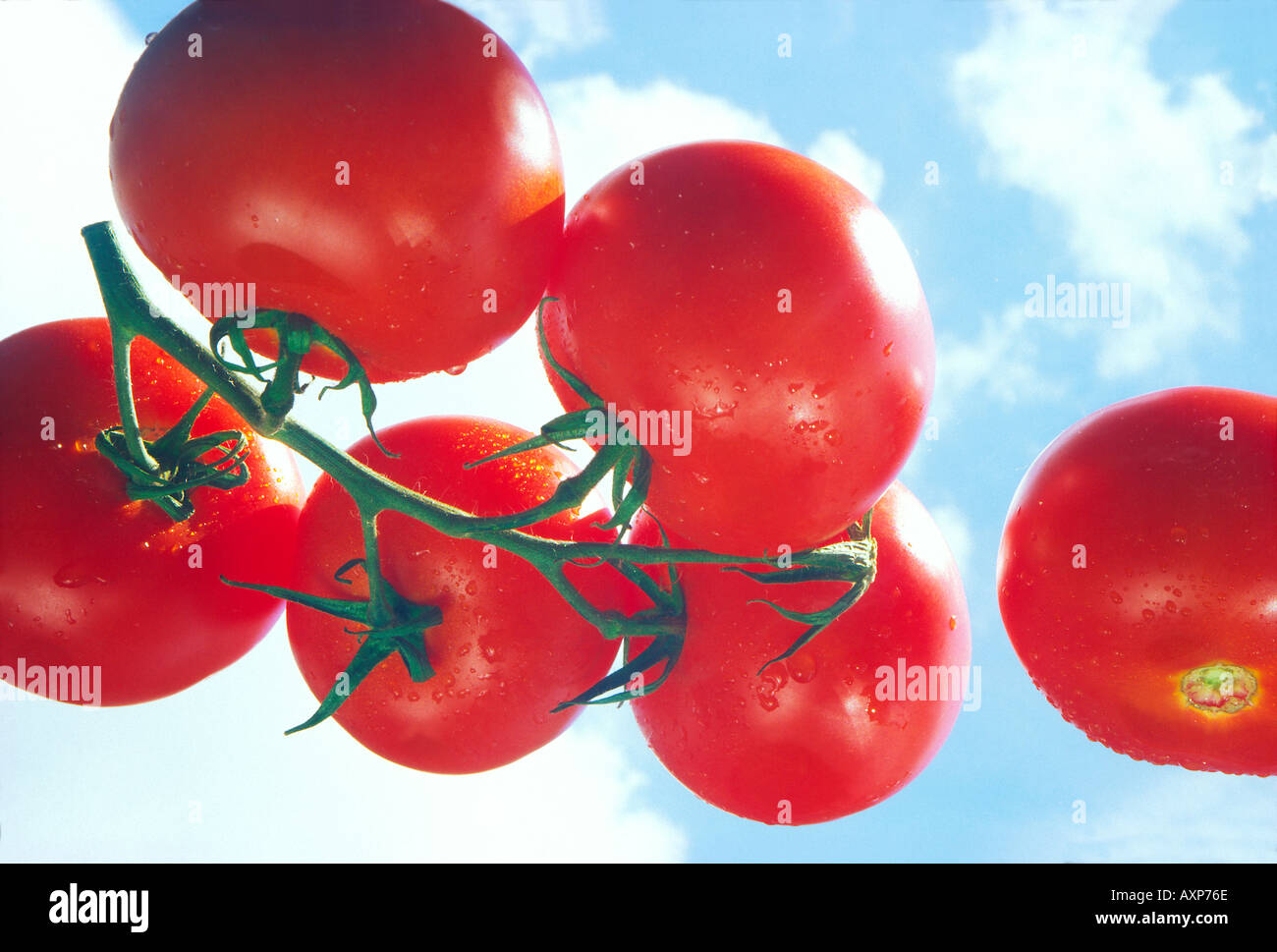 Tomato fruit fly hires stock photography and images Alamy