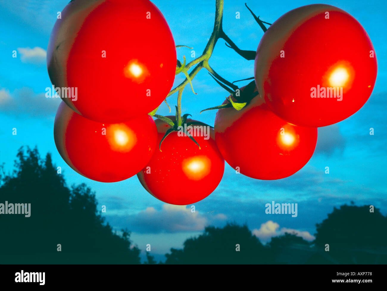 Tomato fruit fly hires stock photography and images Alamy