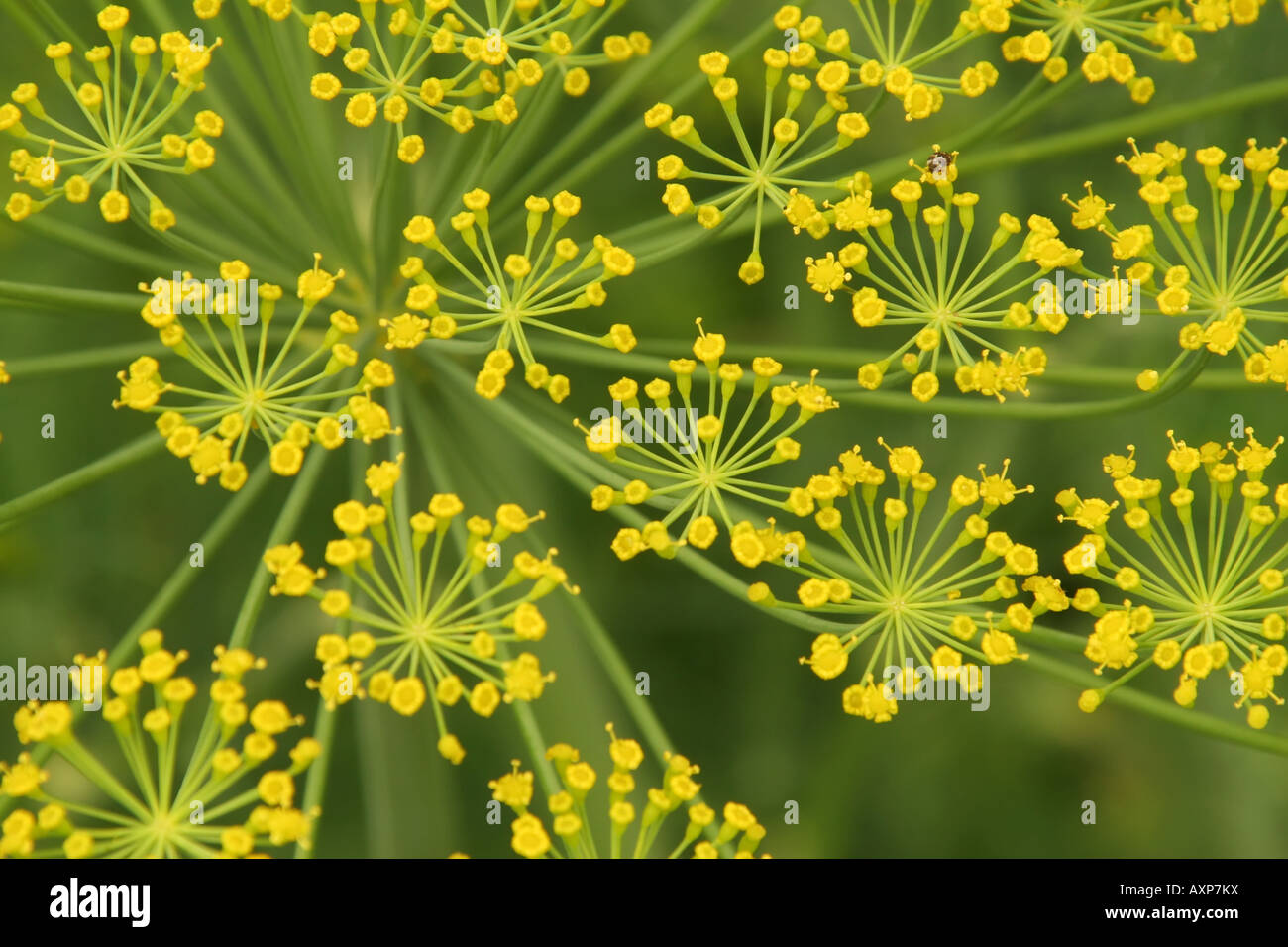 Dill plant An herb Anethum graveolens Stock Photo - Alamy