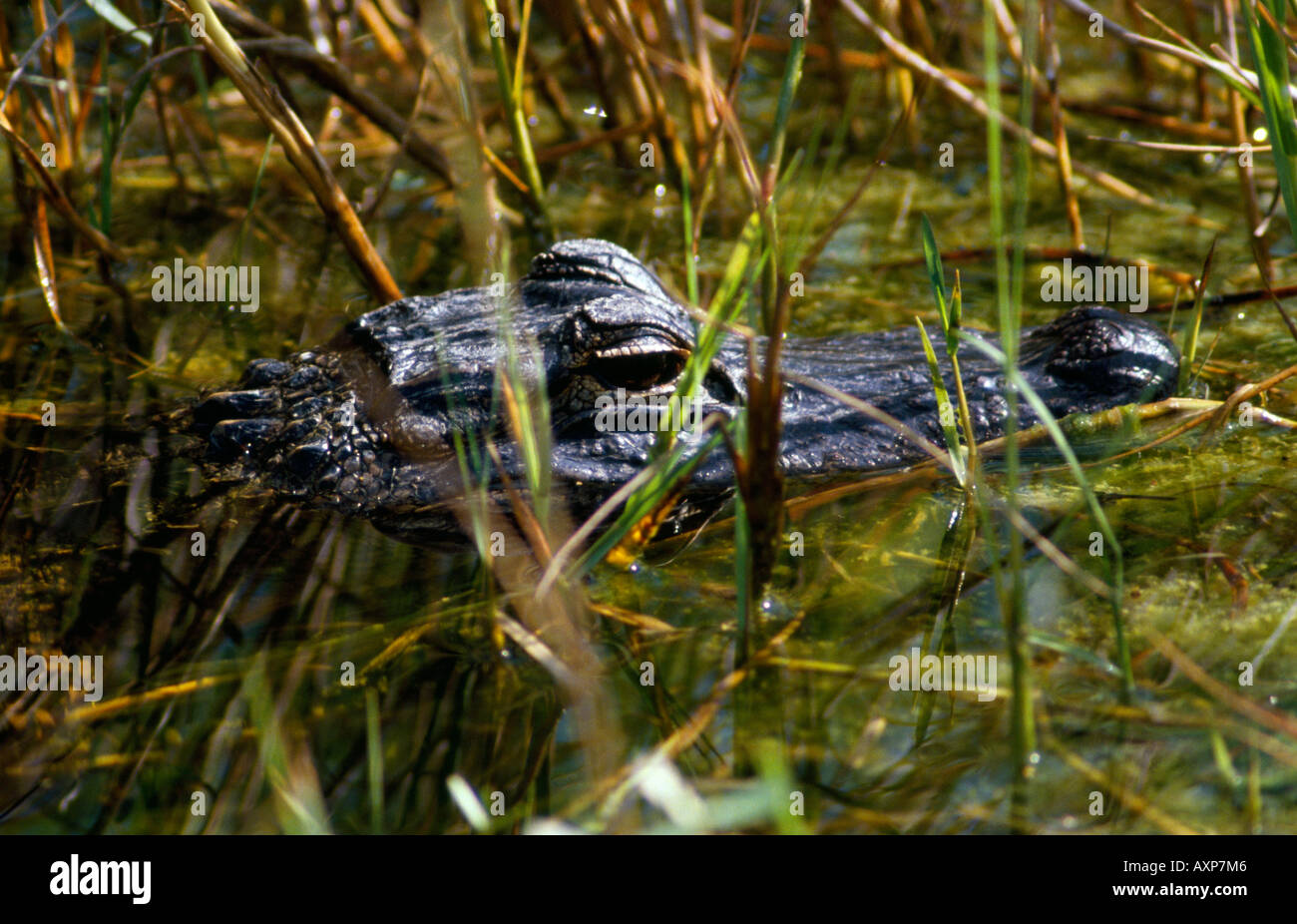 Alligator in water Stock Photo - Alamy