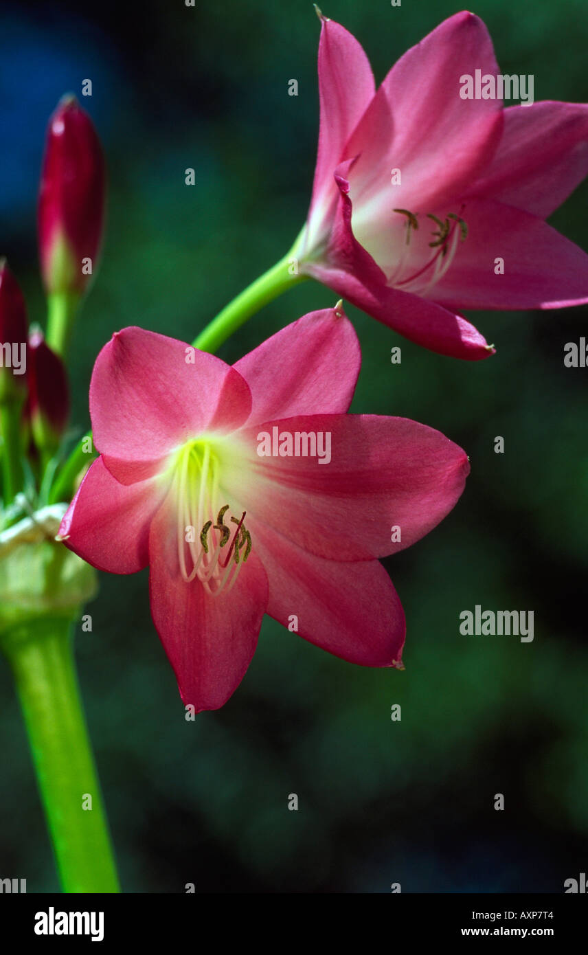 Crinum lilies Stock Photo