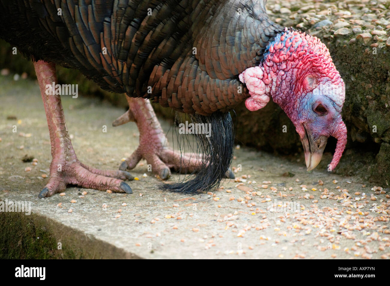 An old English turkey eating seed (3 Stock Photo Alamy