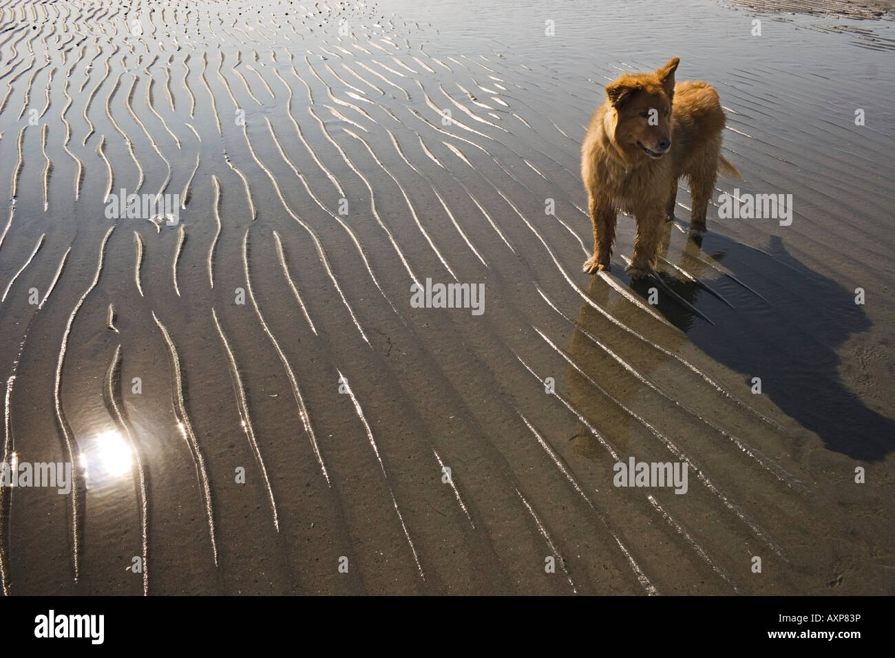 Golden retriever mix dog standing in water @ low tide on beach USA Summer Stock Photo