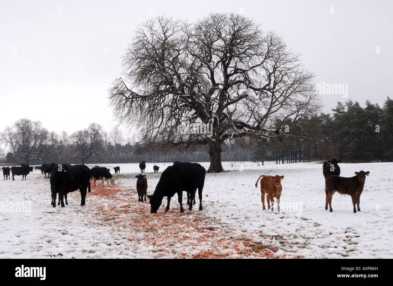 Cattle feeding winter hires stock photography and images Alamy