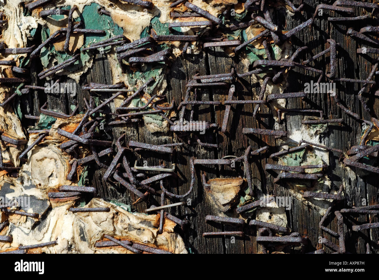 "rusty staples in telephone pole Stock Photo Alamy