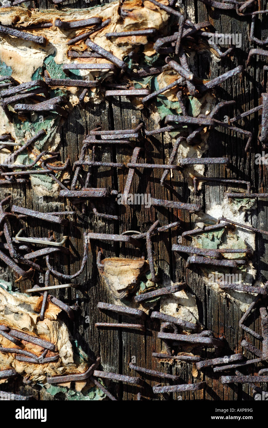 "rusty staples in telephone pole Stock Photo Alamy