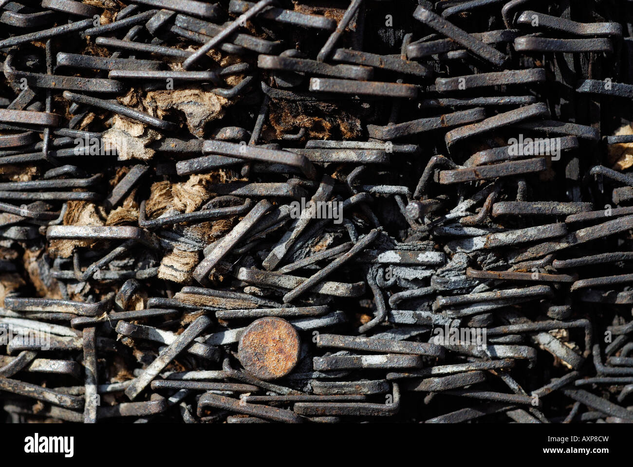 "rusty staples in telephone pole Stock Photo Alamy
