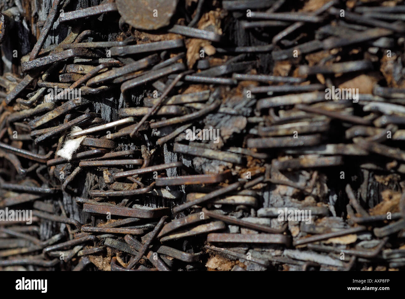 "rusty staples in telephone pole Stock Photo Alamy