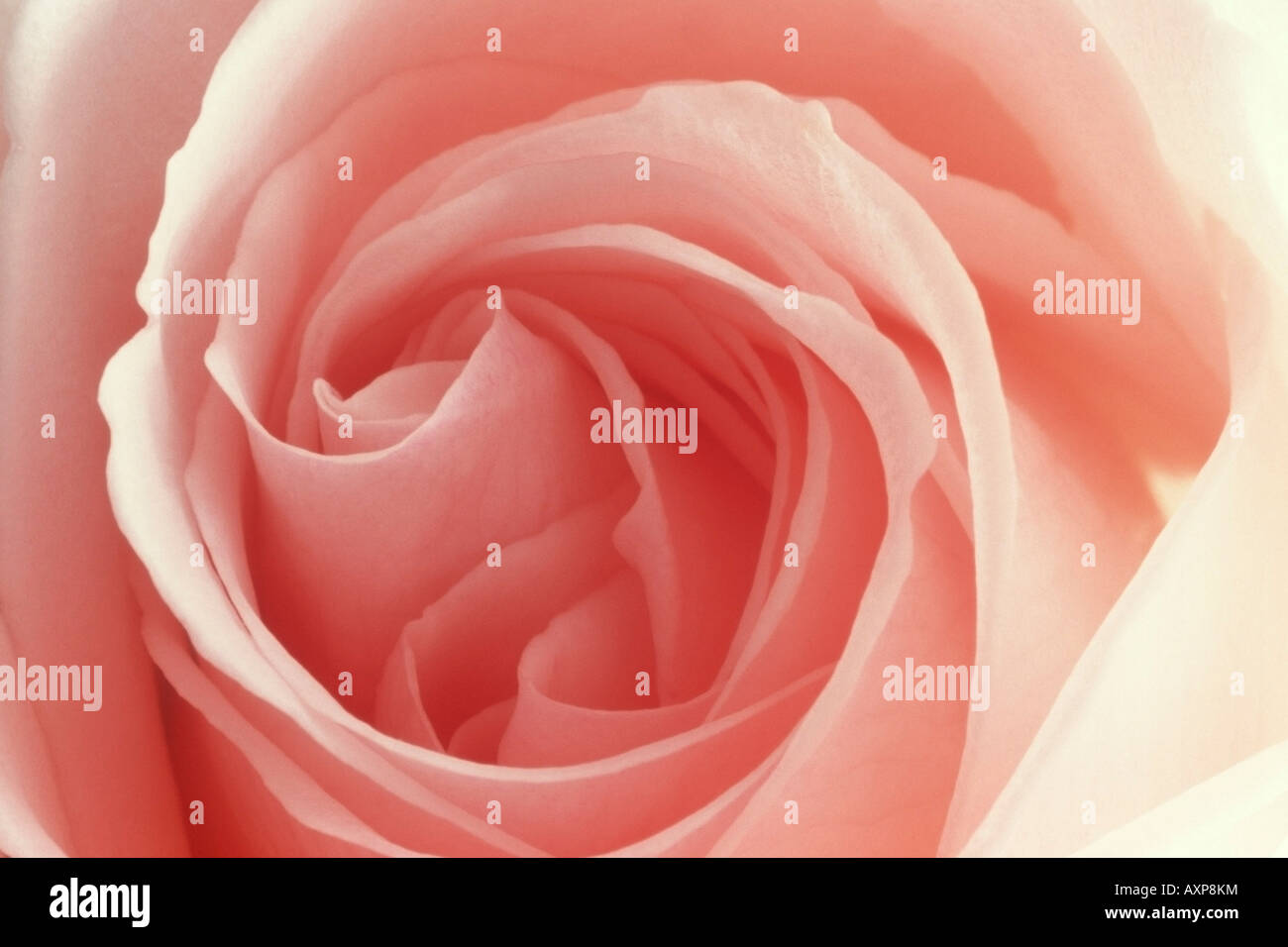 Macro close-up of pink rose Stock Photo