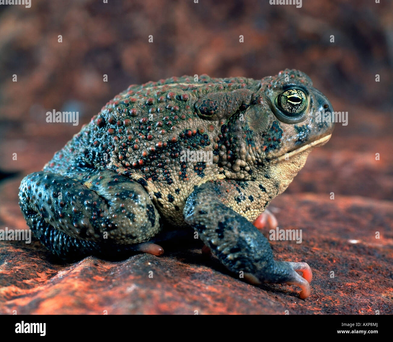 Profile of Toad sitting on rusted metal Stock Photo