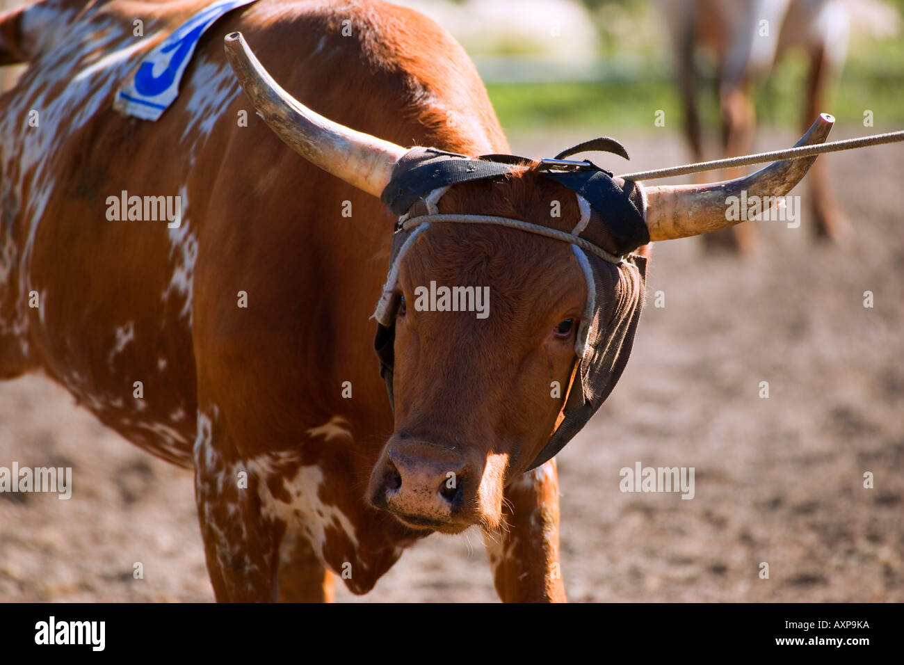 Roping longhorn cattle Stock Photo