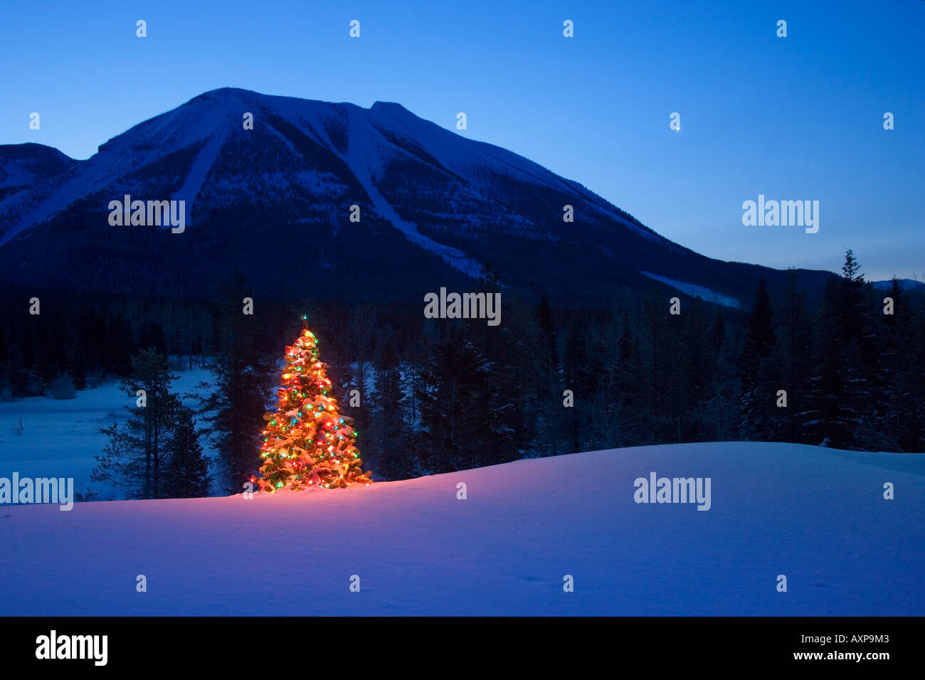 Christmas tree in mountains Stock Photo Alamy