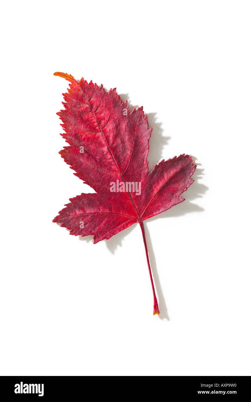 Red maple leaf Stock Photo