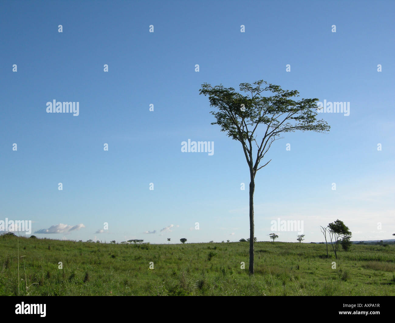 Panoramic view  in a farm Guarico state Los Llanos Venezuela Stock Photo