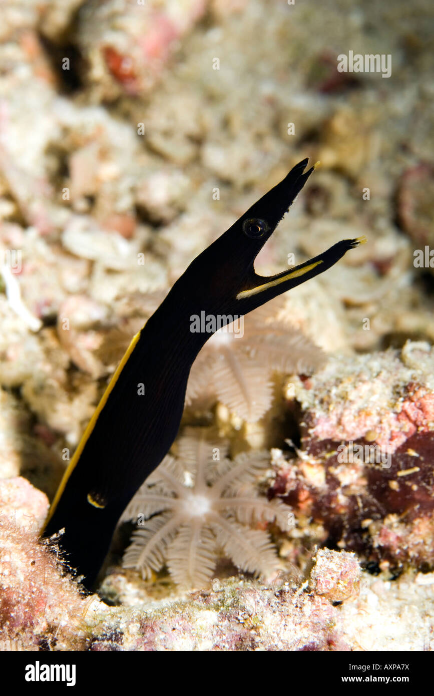Blue ribbon eel, Rhinomuraena quaesita showing black juvenile color