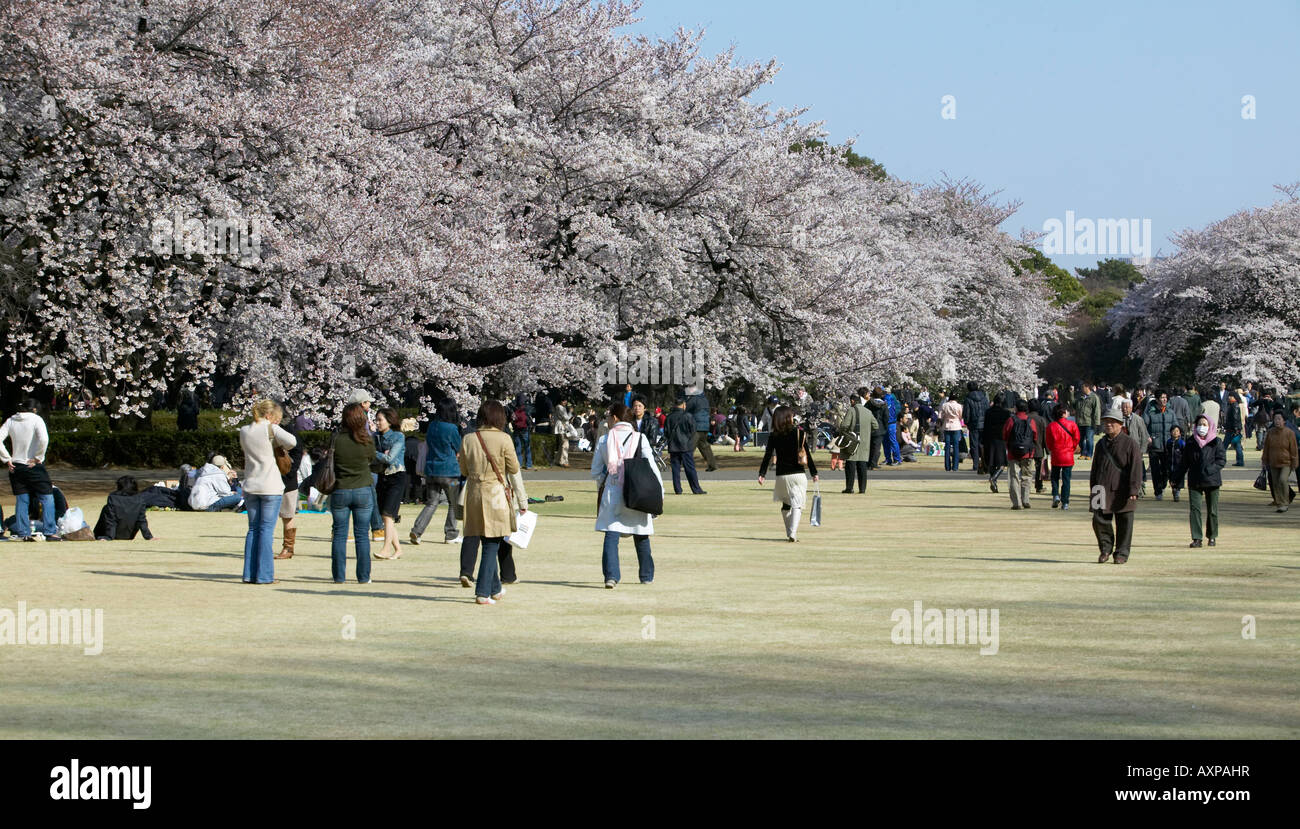 SPRING AT SHINJUKU GYOEN NATIONAL GARDEN, TOKYO, JAPAN. HANAMI (CHERRY ...