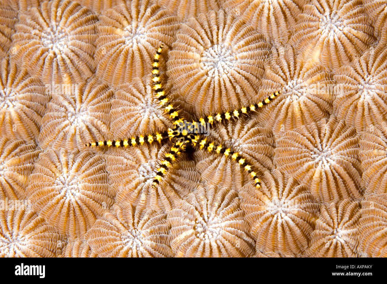 Brittle star, Ophiomastix sp on hard coral Stock Photo