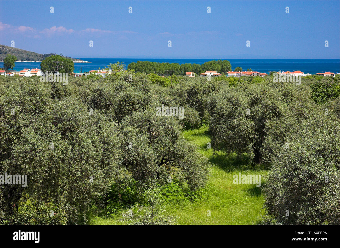 Olive grove greece hires stock photography and images Alamy