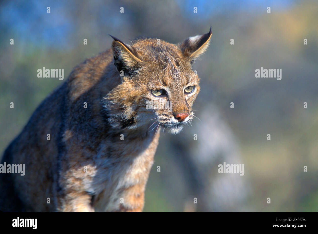 Wildcat bobcat bobcats wildcats hi-res stock photography and images - Alamy