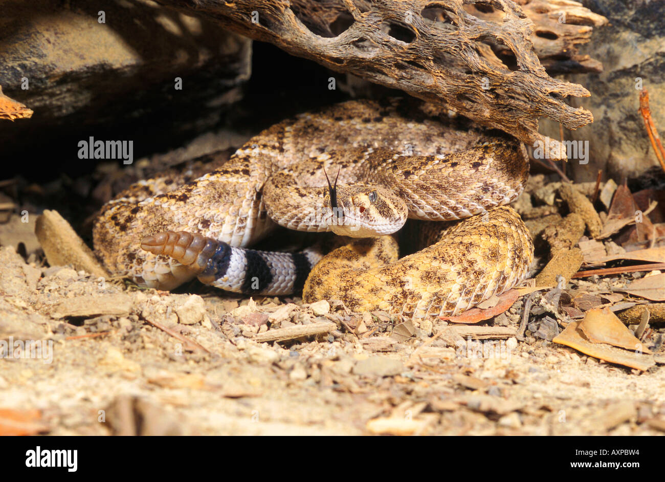 D Backs Rattler Diamondback rattlers hi-res stock photography and images - Alamy