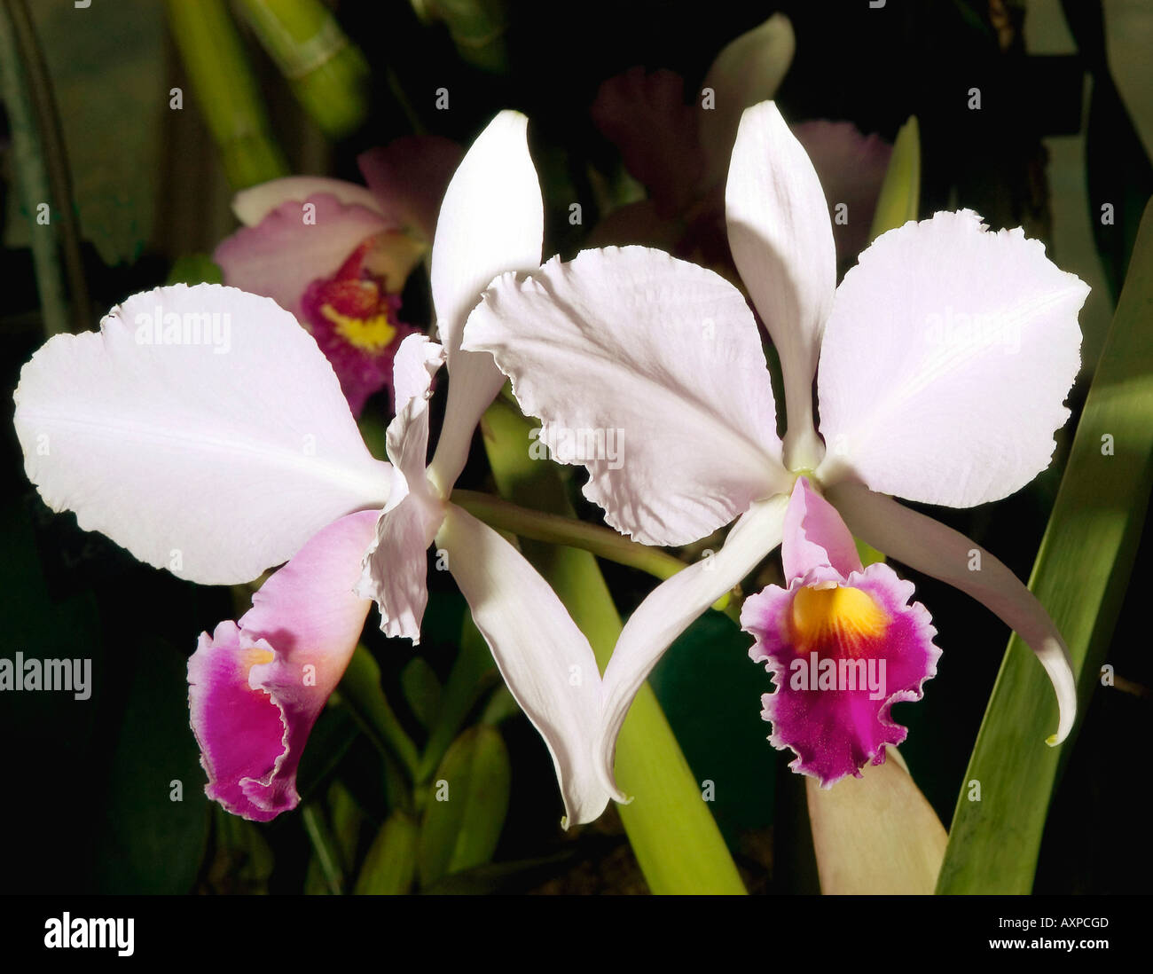 Laelia orchid Stock Photo