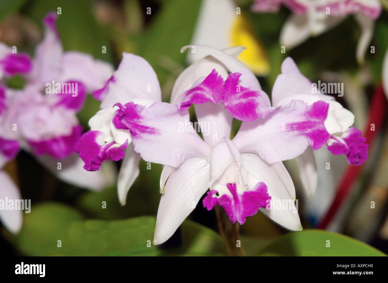 Cattleya orchid flowers Stock Photo