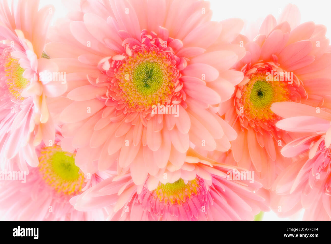 Pink Gerbera daisies Stock Photo Alamy