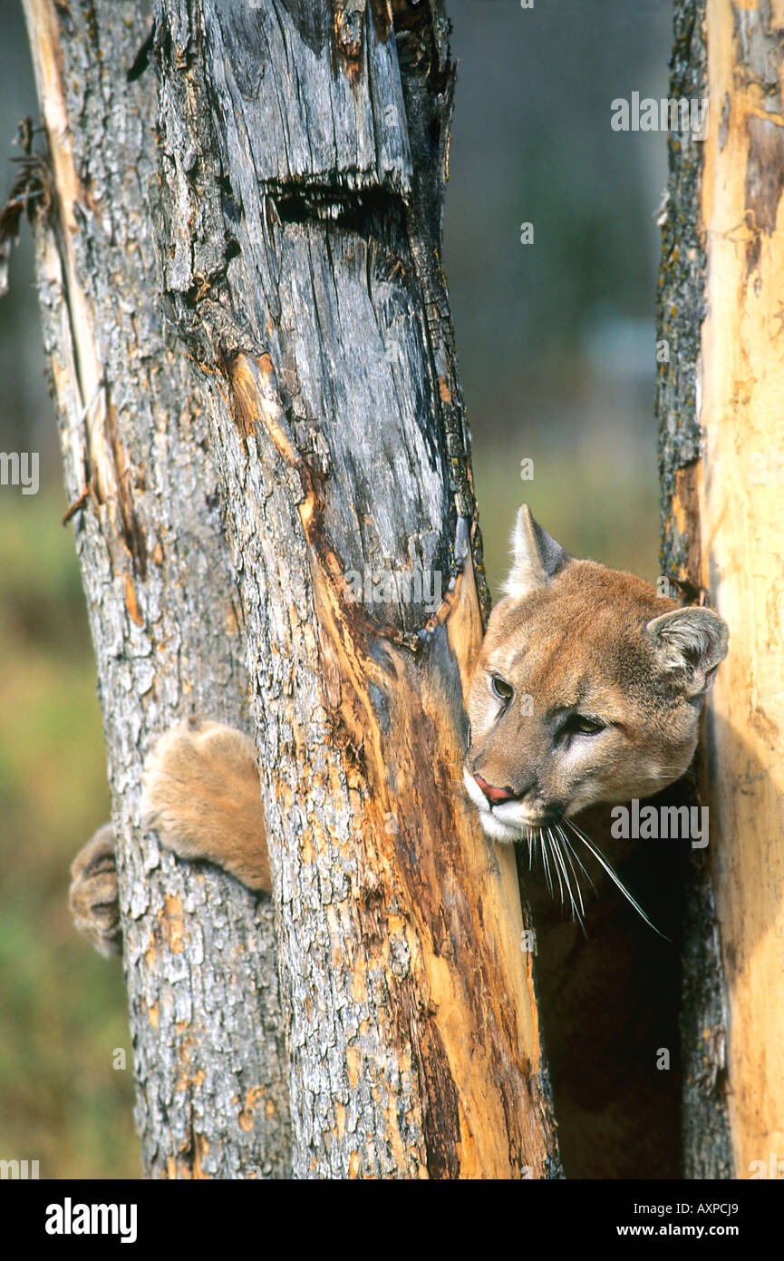 Puma climbing tree hires stock photography and images Alamy