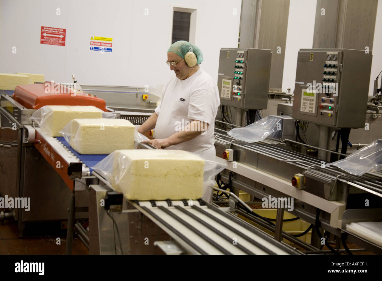 Blocks of cheddar on conveyor belt in Cheese factory processing plant. drums and pipes