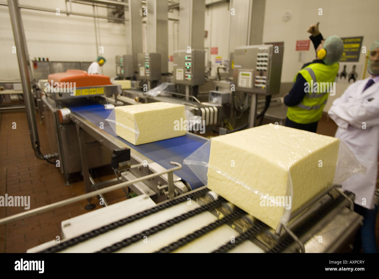 Blocks of cheddar in Cheese factory processing plant. drums and pipes