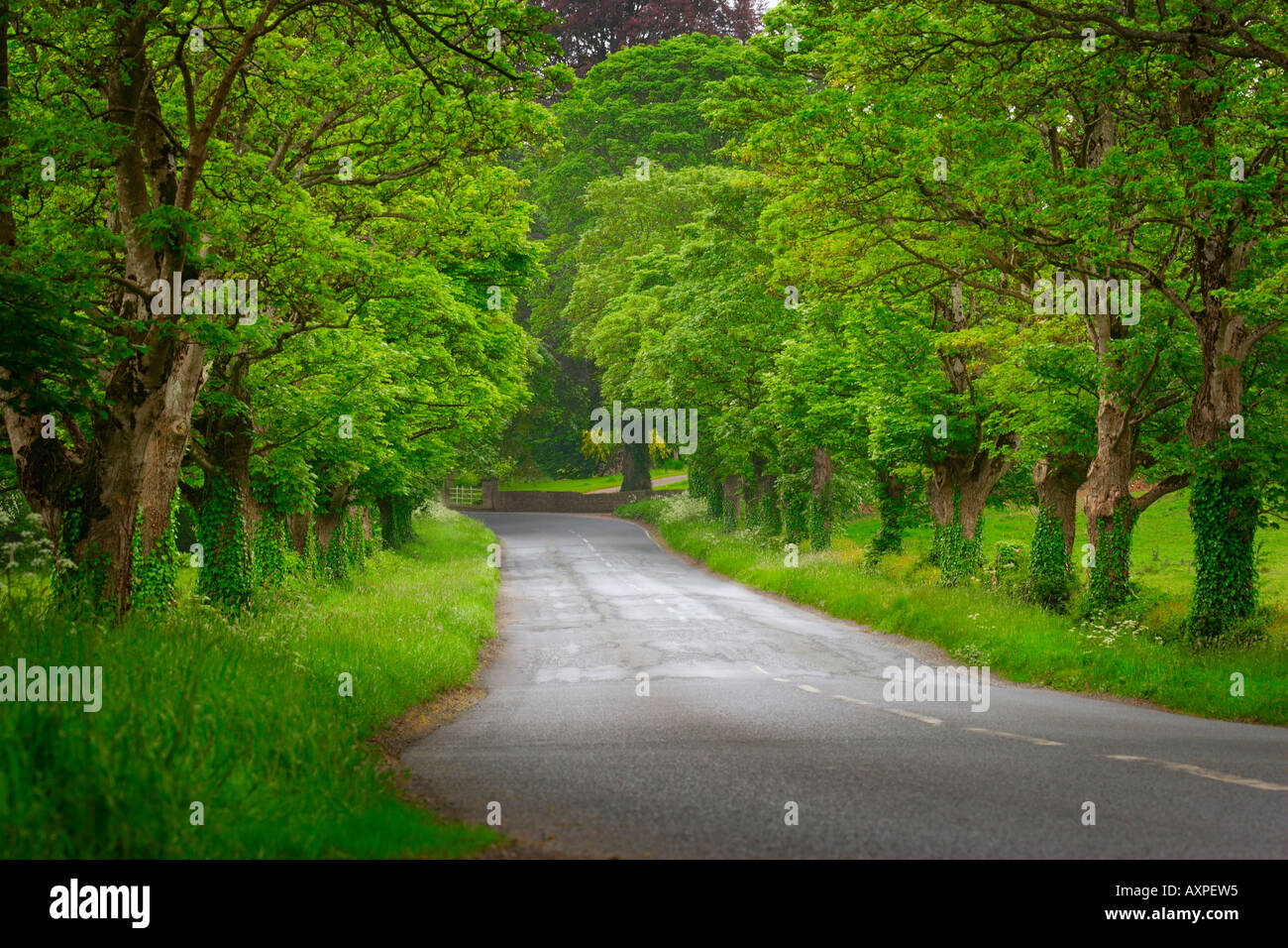 Road in Ireland Stock Photo Alamy