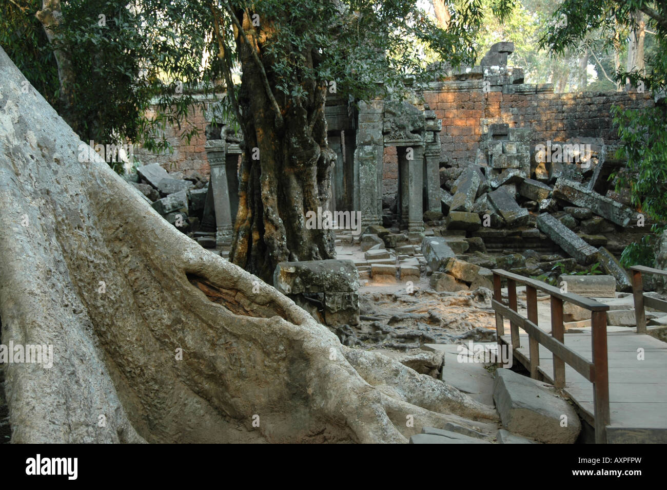 The massive root of a cotton-silk tree at the Ta Prohn Temple, part of ...
