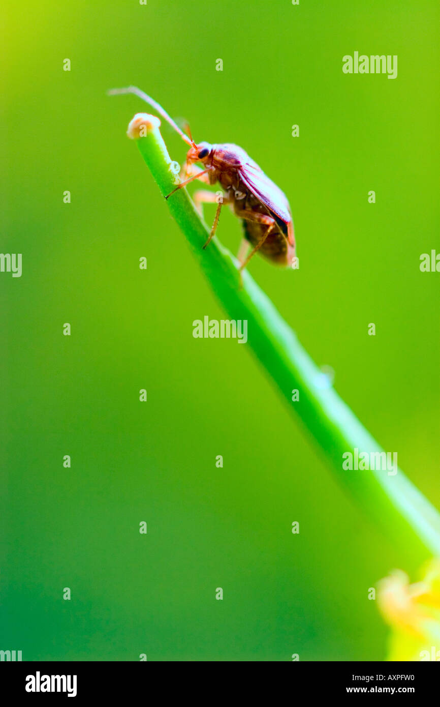 Insect on blade of grass Stock Photo Alamy