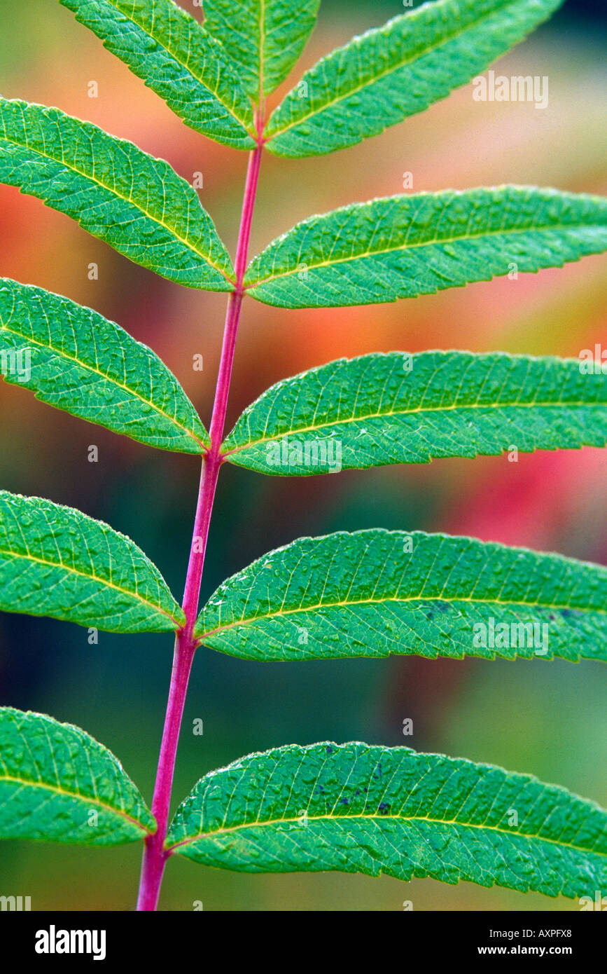 Detail of fern leaves Stock Photo - Alamy