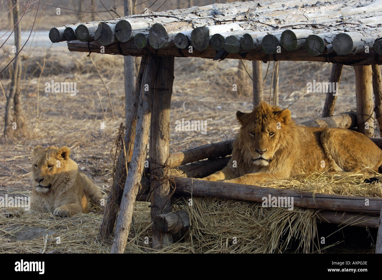 Lions in Siberia Tiger Park in Harbin, Heilongjiang province, China. 27-Nov-2005 Stock Photo