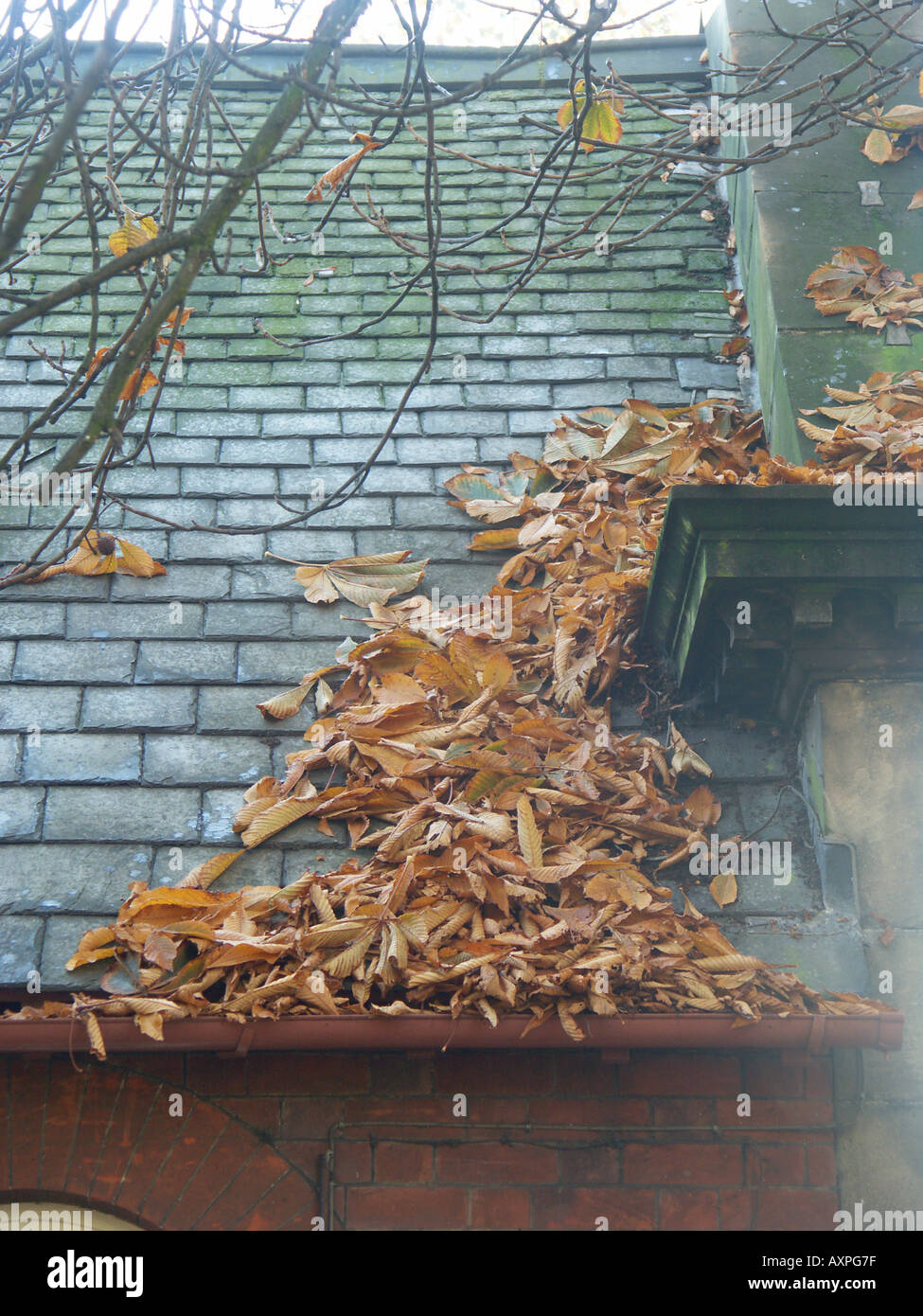 Autumn leaves collecting and blocking gutter on tiled roof Stock Photo ...