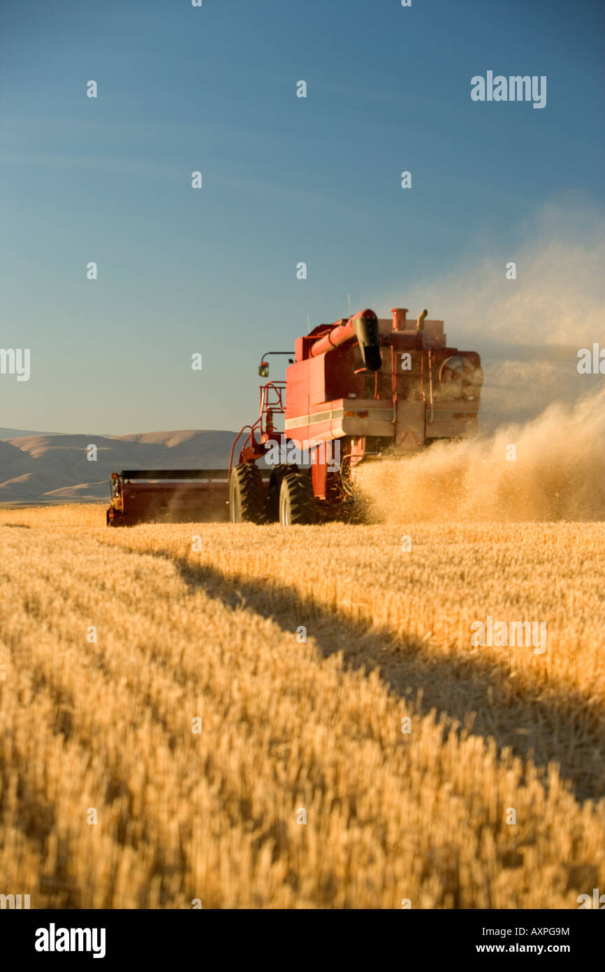 Combine harvesting wheat Stock Photo Alamy