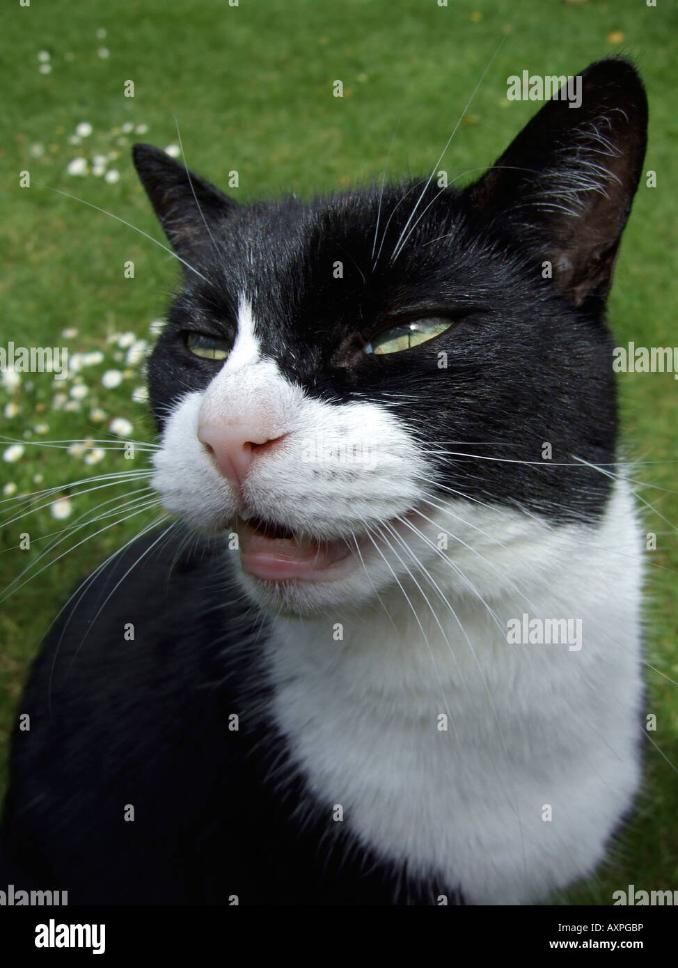 Black and White Domestic short haired cat meowing in the garden, England UK Stock Photo
